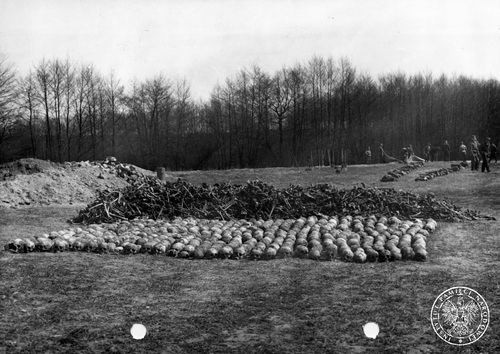 Kości oraz czaszki wydobyte z dołów podczas ekshumacji pomordowanych w filii KL Stutthof w Grodnie k. Torunia, 1971 r. Fot. AIPN