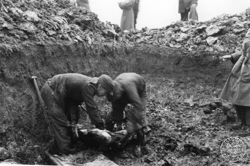 Wydobywanie z ziemi szczątek pacjentów szpitala dla Nerwowo i Umysłowo Chorych w Krakowie-Kobierzynie zamordowanych przez Niemców w okresie okupacji. Ekshumacje prowadzone w listopadzie 1946 r. Fot. z zasobu IPN