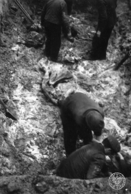Ekshumacje ofiar zamordowanych przez Niemców w 1939 r. w Piaśnicy, 1946 r. Odkopywanie mogiły z niespalonymi zwłokami. Fot. z zasobu IPN