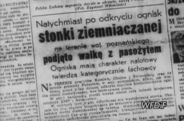 Z Kolorado do Polski ludowej. Inwazja stonki ziemniaczanej