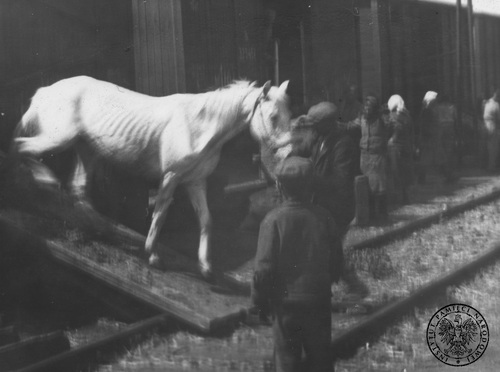 Wyładunek koni. Fotografia z albumu Państwowego Urzędu Repatriacyjnego, 1945-1946 r. Fot. AIPN
