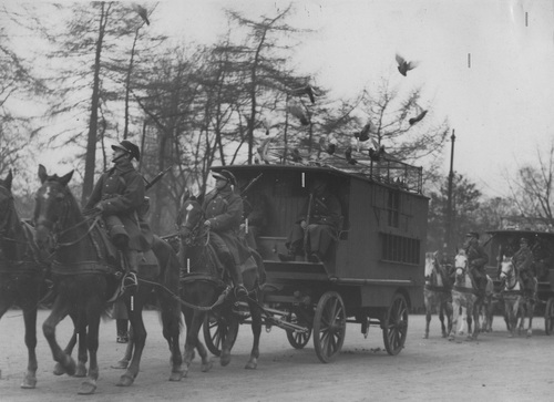 Wojska łączności - gołębniki polowe. Gołębniki polowe wz. 27 z czterokonnym zaprzęgiem w jednej ze stacji gołębi pocztowych, lata 30. XX w. Fot. NAC