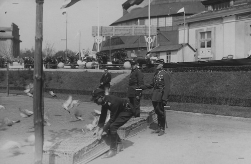 Wojska łączności - gołębniki polowe. Moment wypuszczania gołębi pocztowych z klatek, lata 30. XX w. Fot. NAC
