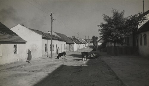 Droga małego miasteczka; wzdłuż niej parterowe domy i słupy, pomiędzy którymi przebiegają jakieś przewody (elektryczne?); widać parę osób, obok nich przechadzające się krowy