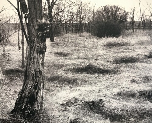Pierwotny teren kwatery 301. Na zdjęciu widać fragment ogrodzonej dzikiej łąki z rosnącymi na niej drzewami i zaroślami. Reprodukcja: Arkadiusz Gołębiewski.