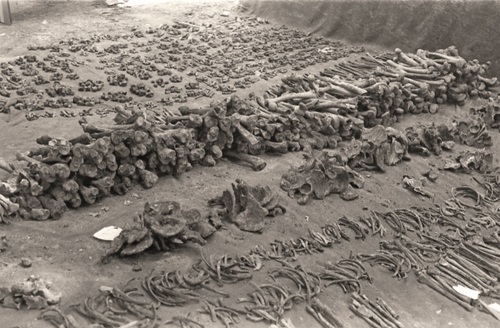 Posegregowane kości polskich oficerów podczas ekshumacji w Charkowie-Piatichatkach latem 1991 r. Fot. Andrzej Świderski