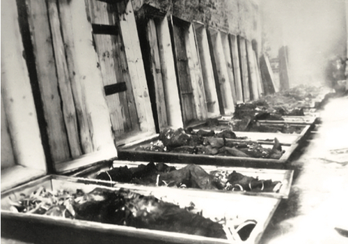 Ekshumacja zwłok pomordowanych z Chojnic, 1945 rok