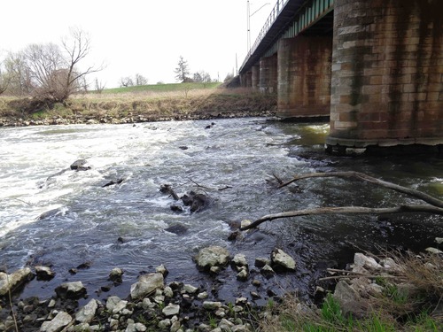 Wiosenny przepływ Wisły pod mostem kolejowym w Nowym Bieruniu. Kilkaset metrów powyżej rozpościera się teren planowanego portu. Fot. autora.