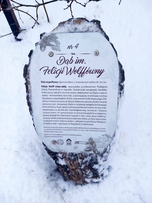 Tabliczka pod dębem pamięci poświęconym Felicji Wolff w Supraślu (fot. M. Mołczanowska)