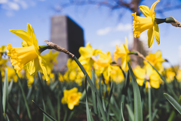 Śmierć Mordechaja Anielewicza