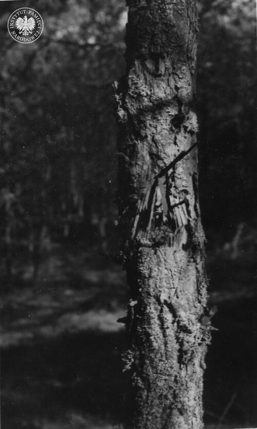 Ślady kul na drzewie. Palmiry k. Warszawy, 1946 r. (fot. z zasobi AIPN)
