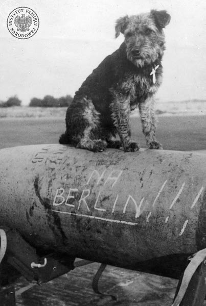 Pies Ciapek, maskotka Dywizjonu Bombowego „Ziemi Wielkopolskiej”, na bombie, na której namalowano hasło „Na Berlin!!!” (fot. z zasobu AIPN)