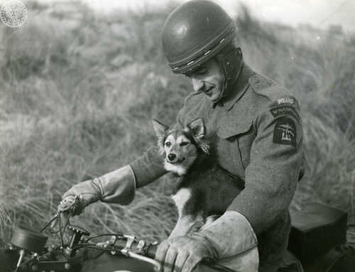 Ppor. Adam Bachleda-Curuś, żołnierz 1. Samodzielnej Kompanii Komandosów (No. 6 Troop No. 10 Inter-Allied Commando), na motocyklu z maskotką kompani – psem Myszką, 1942 r. (fot. z zasobu AIPN)