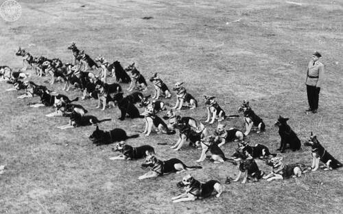 Układanie psów użytkowych w Zakładzie Tresury Psów Służbowych MO w Sułkowicach, b.d. (fot. z zasobu AIPN)
