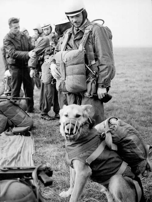 Funkcjonariusze Milicji Obywatelskiej w czasie przeszkolenia spadochronowego, na pierwszym planie pies rasy owczarek niemiecki, b.d. Fot. CAF (fot. z zasobu AIPN)