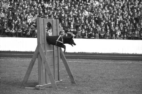 Pokaz sprawności psów milicyjnych. Fotografię wykonano prawdopodobnie podczas pokazów na stadionie przy ulicy 22 Lipca (obecnie 6 Sierpnia 71) w Lublinie w latach 60. XX w. (fot. z zasobu AIPN)