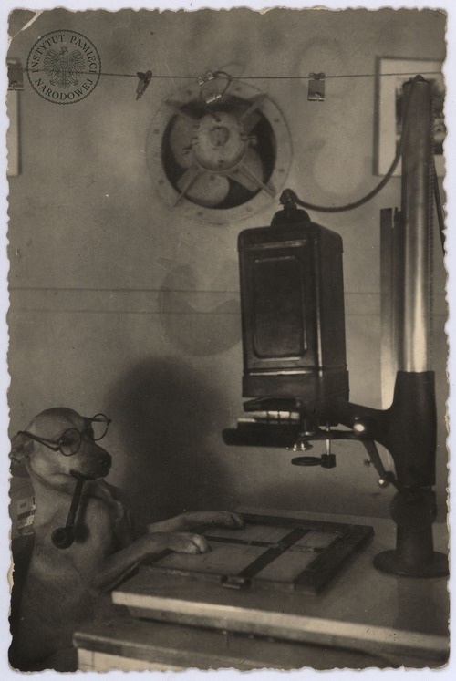Pies (z fajka w pysku i w okularach) w ciemni zakładu fotograficznego Henryka Śmigacza przy ul. Piotrkowskiej 6 w Łodzi. Fot. H. Śmigacz (fot. z zasobu AIPN)