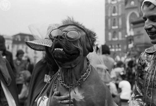 Pies w czasie Juwenaliów na Rynku Głównym w Krakowie, 1975 r. Fot. Jan Hausbrandt (fot. z zasobu AIPN)
