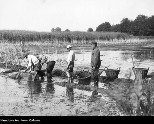 3.	Spuszczanie wody w stawach rybnych w Walewicach, 1928 r. (fot. NAC)