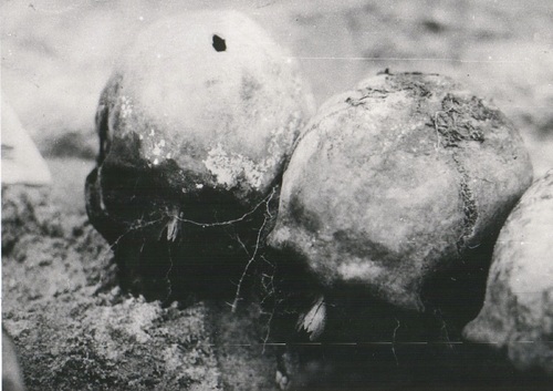 Ekshumowane czaszki z Paterka, lipiec 1945 r. (fot. Muzeum Ziemi Krajeńskiej w Nakle nad Notecią)