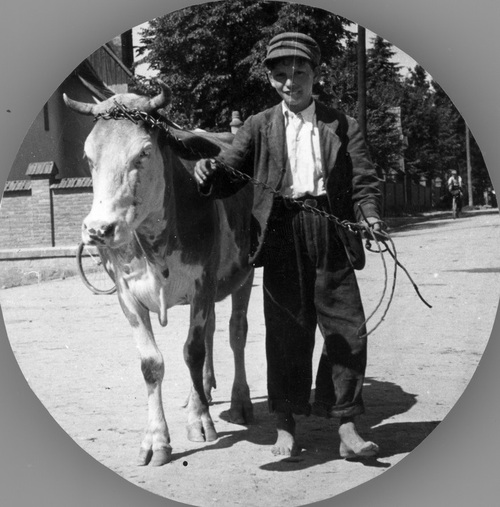 Chłopiec prowadzący krowę na łańcuchu, sierpień 1941 r. (fot. z zasobu NAC)